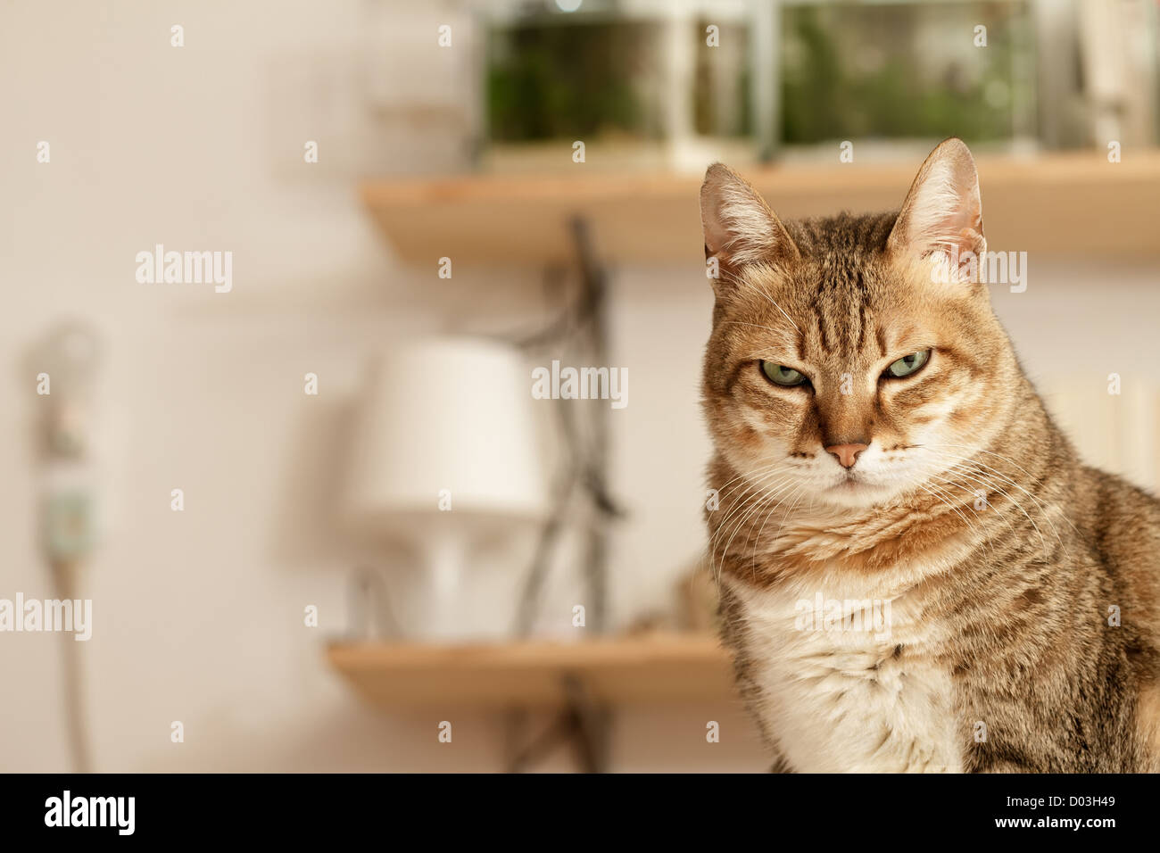 Angry expression of a house cat sitting on the table and doing a