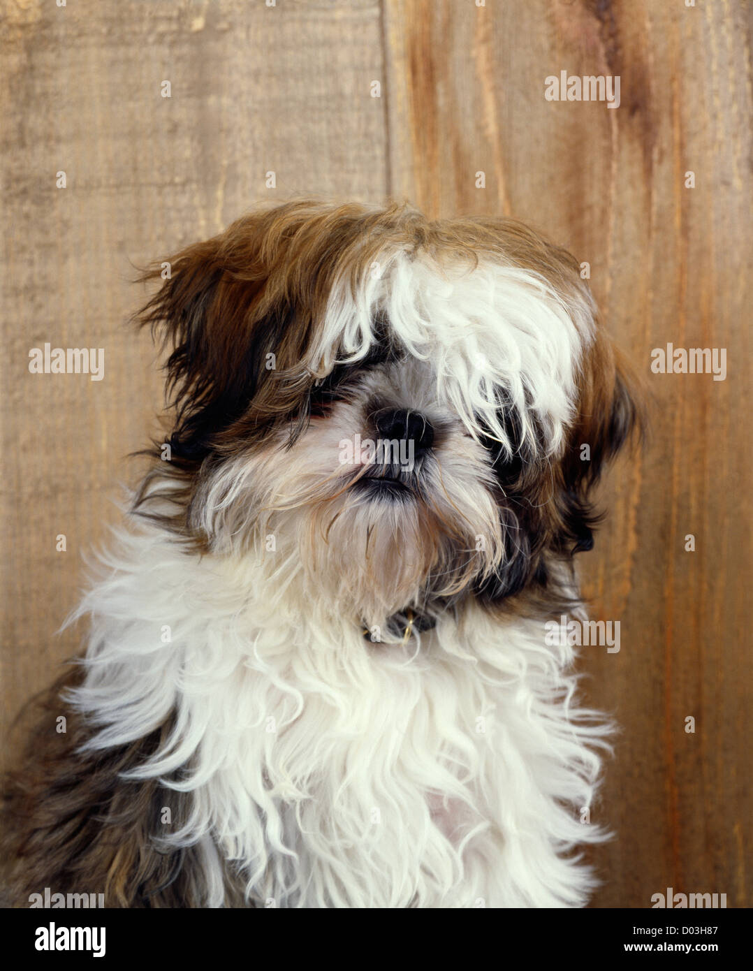Xi shi dog hi res stock photography and images Alamy