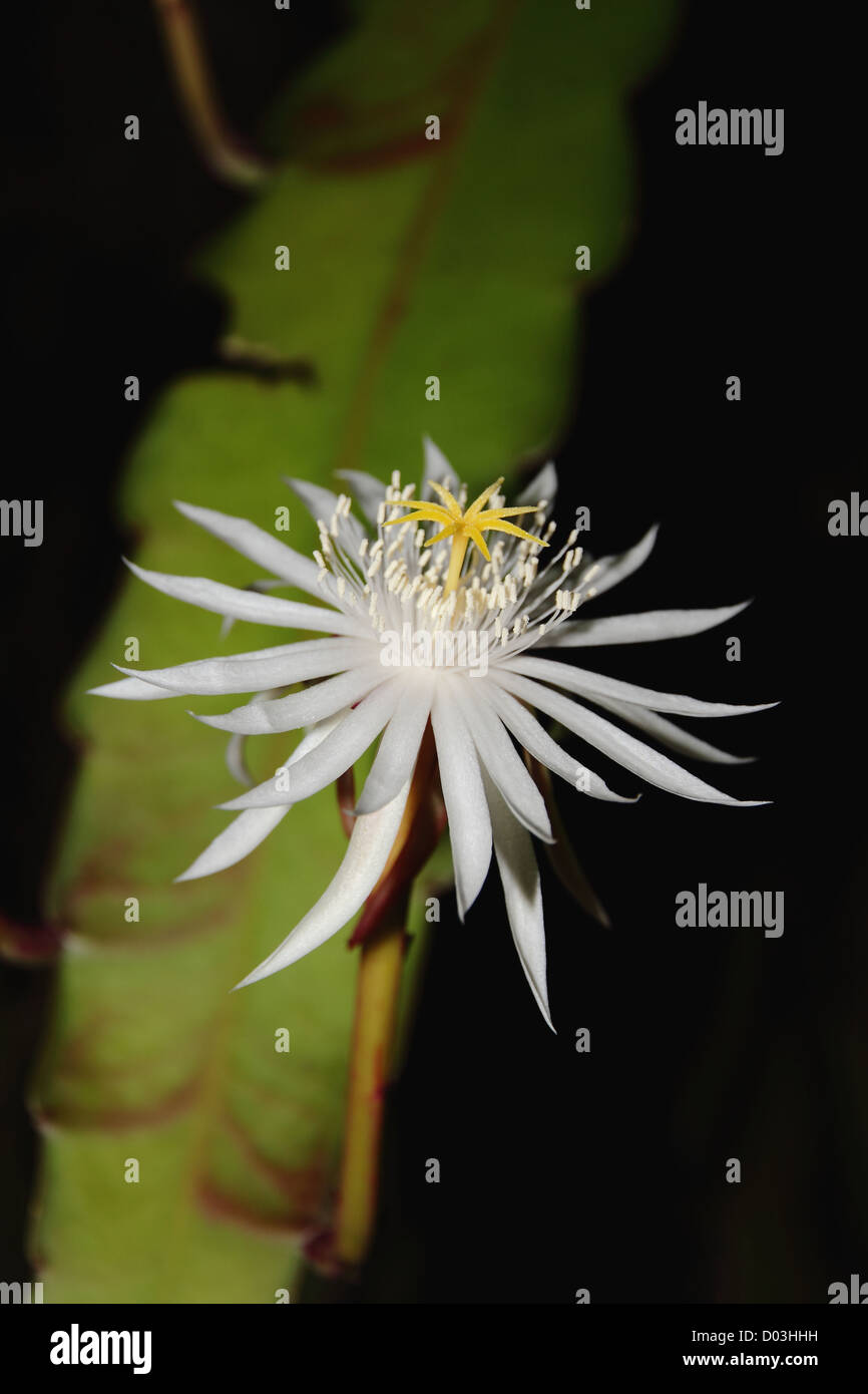 The flower of a night blooming Epiphytic Climbing Cactus (Epiphyllum phyllanthus) near Manuel Antonio, Costa Rica. Stock Photo