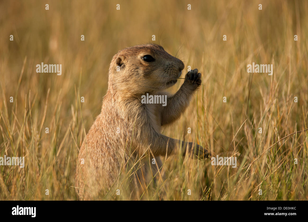 Black-tailed Prairie Dog Devils Tower National Monument, Wyoming Stock ...