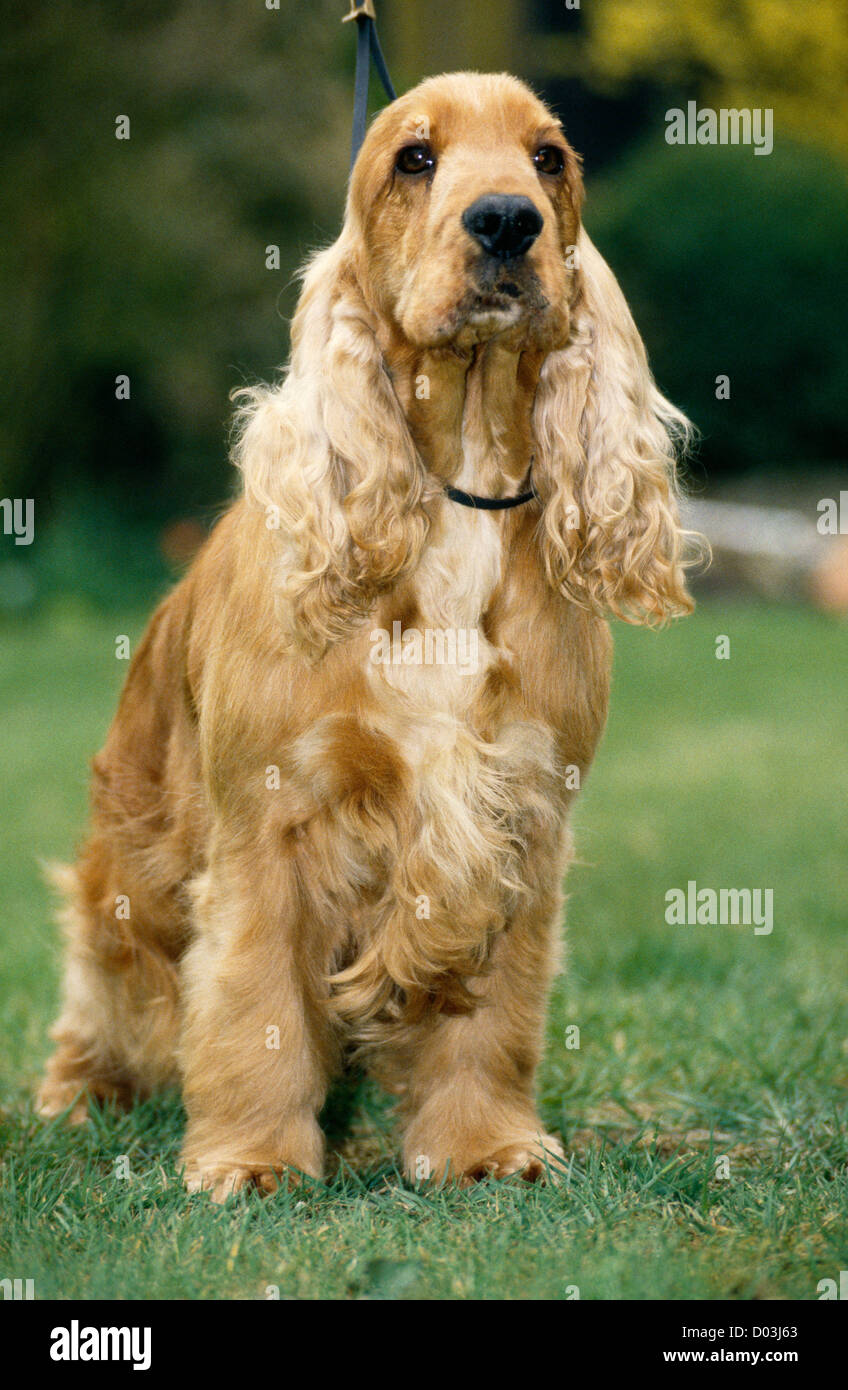 HEADSHOT OF COCKER SPANIEL OUTSIDE ON A LEASH/ ENGLAND Stock Photo Alamy