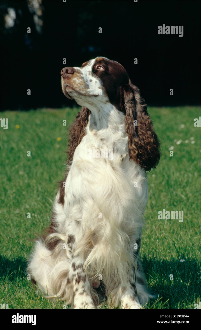 SIDE VIEW OF BEAUTIFUL ENGLISH SPRINGER SPANIEL SITTING IN FIELD Stock ...