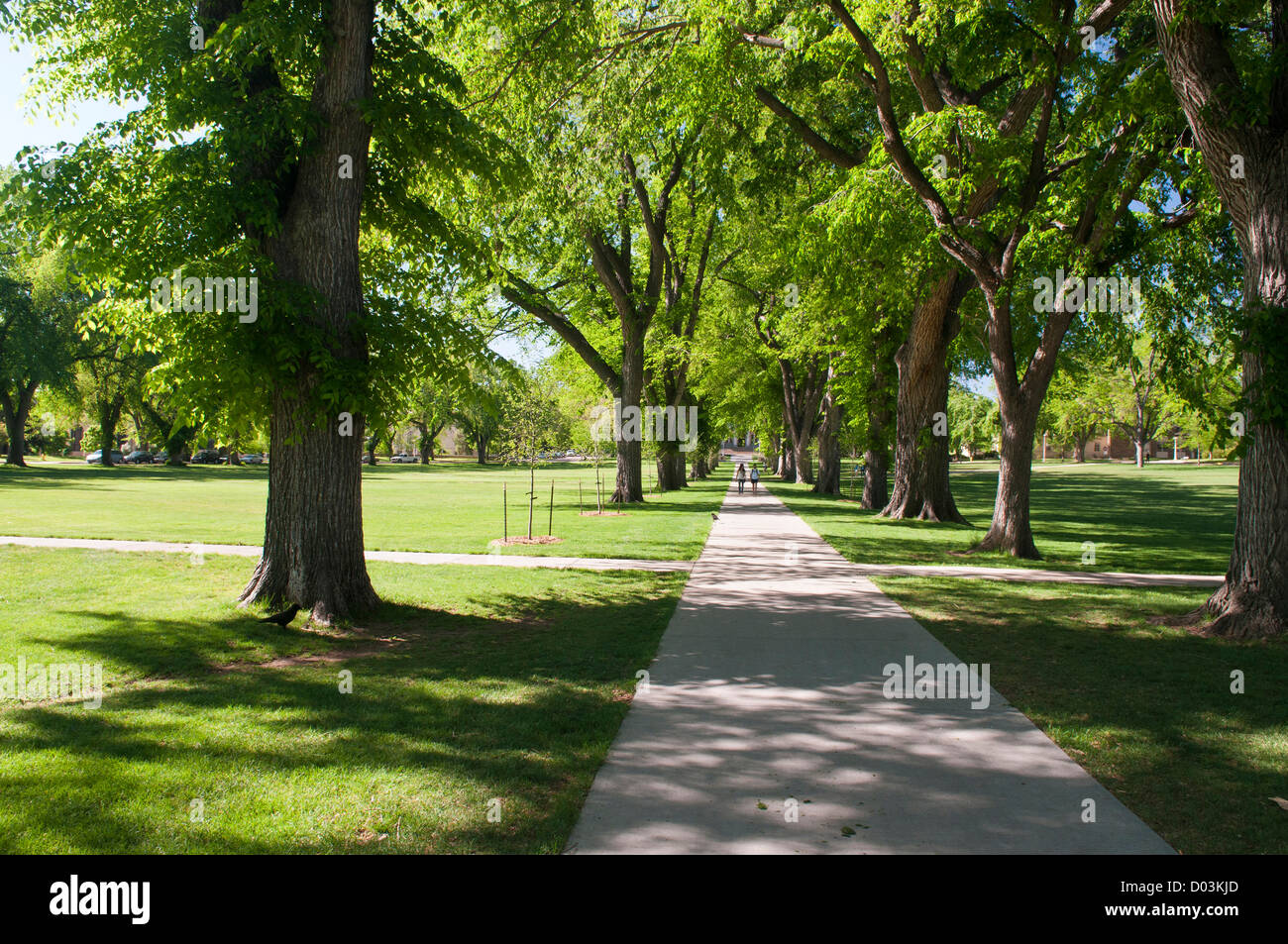 USA, CO, Fort Collins. Students walk in The Oval - a landmark park section in center of CSU campus lined with American Elms Stock Photo