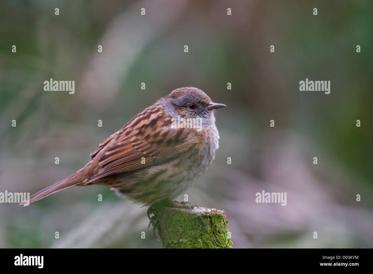 A Dunnock (Prunella modularis) sits on a woodland branch Stock Photo