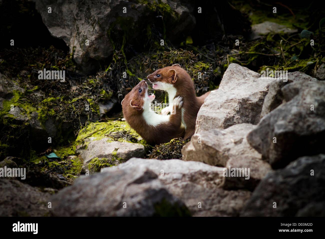 two stoats (mustela erminea) fighting amongst the rocks on the Conwy Estuary, North Wales Stock Photo