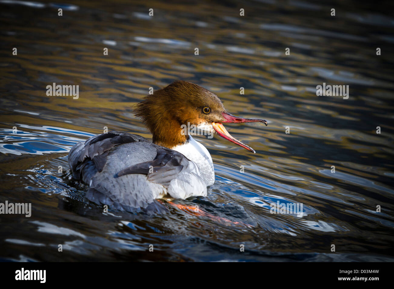 A female Goosander, Mergus merganser, threatens  other waterfowl at a lake. Stock Photo