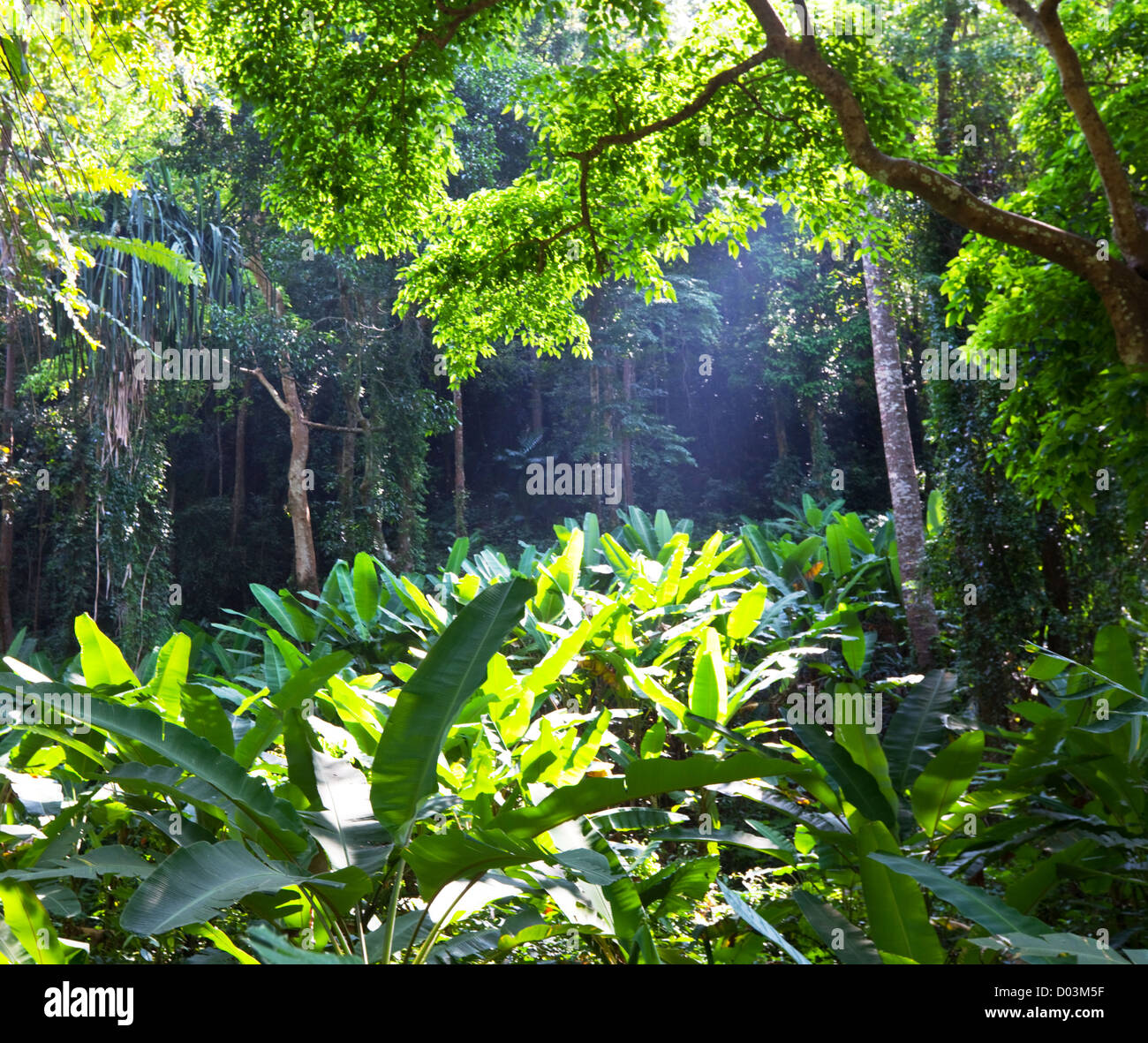 Climate forest hi-res stock photography and images - Alamy