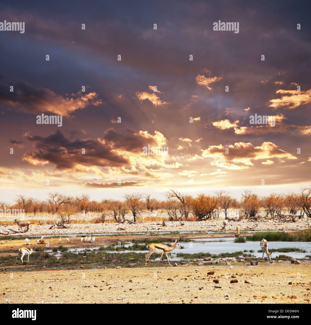 Africa safari animals sunset hi-res stock photography and images - Alamy