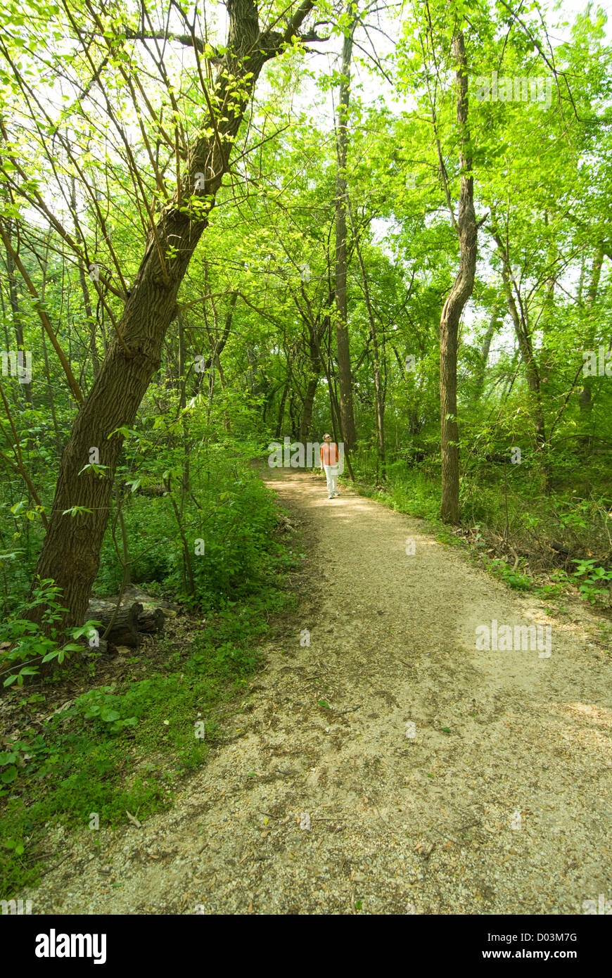 Washington DC, USA. Theodore Roosevelt Island. Hiker walking on rustic