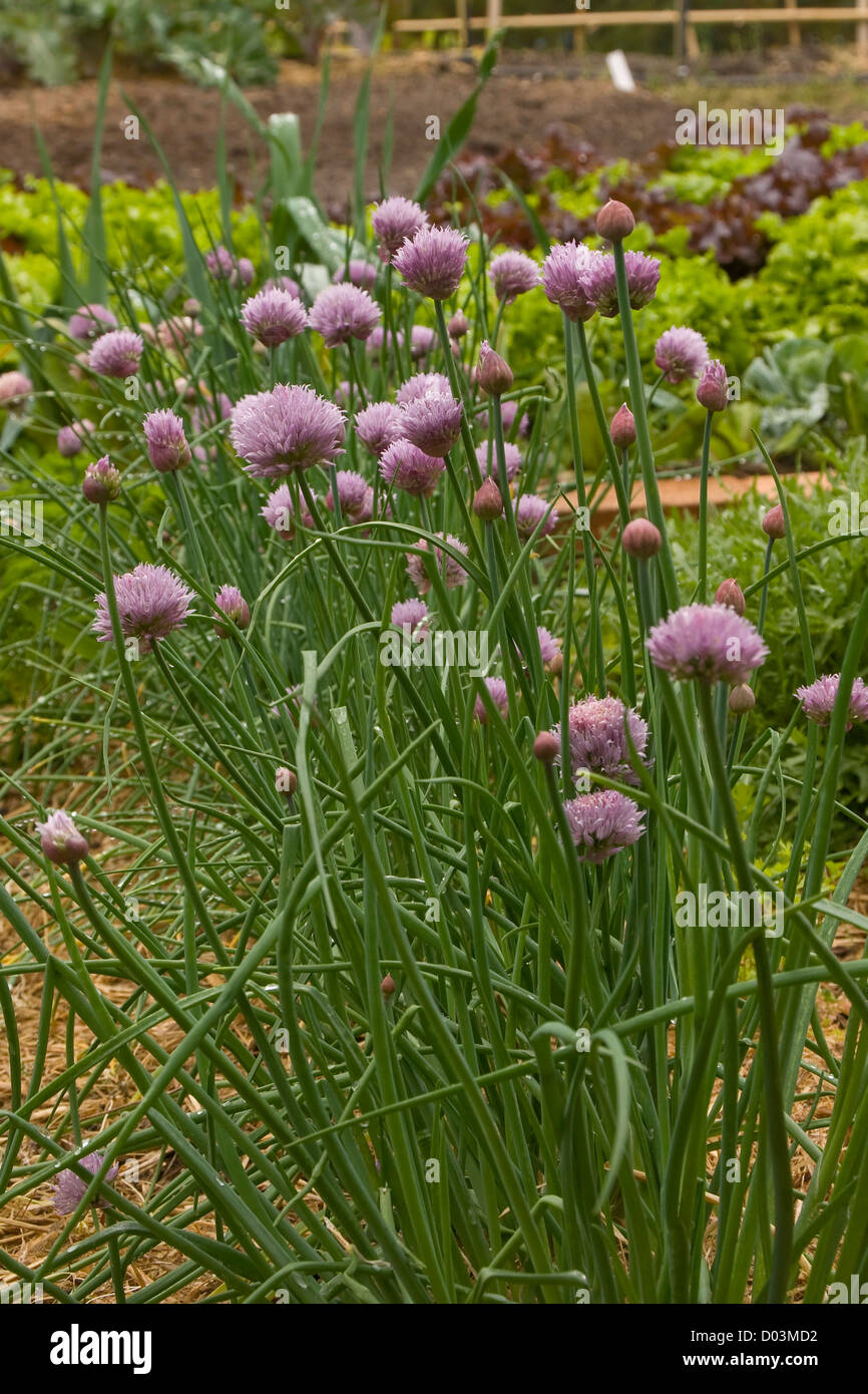 Garlic chives flowering in an organic vegetable garden Stock Photo Alamy