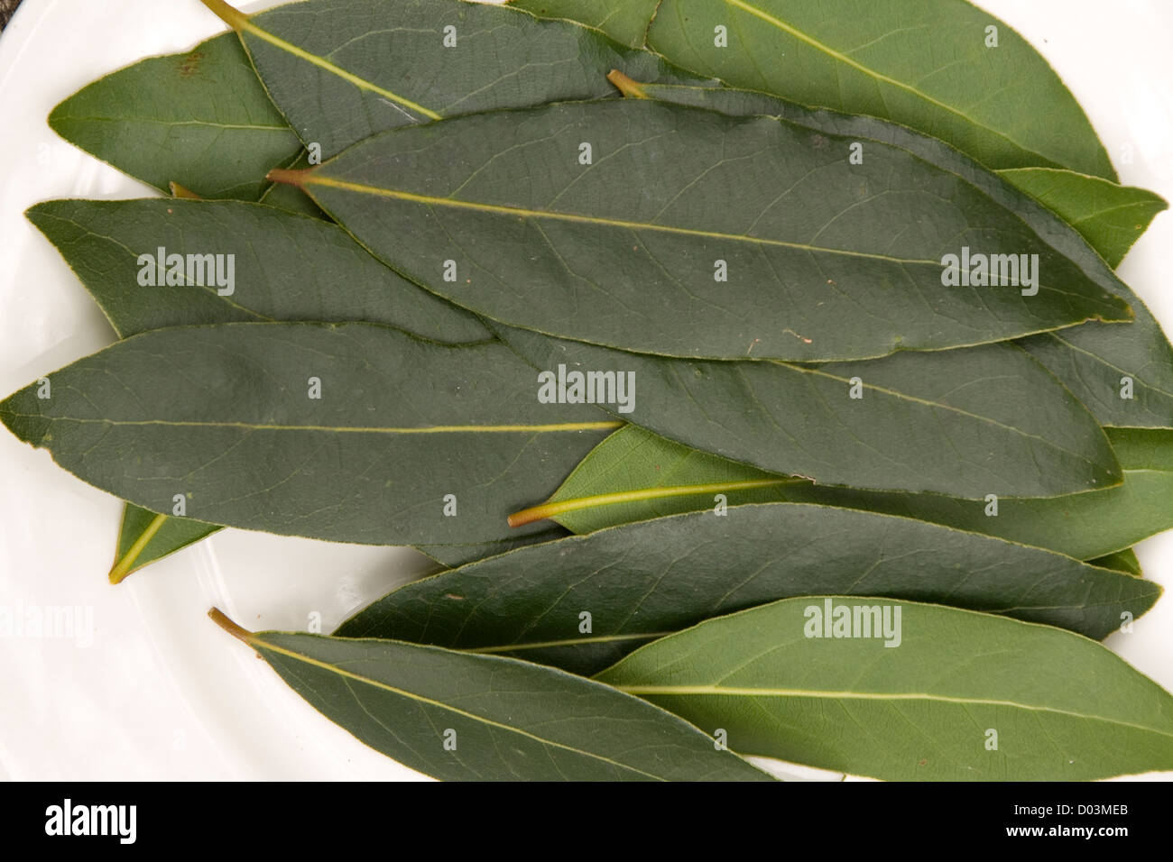 Freshly picked bay leaves for the kitchen Stock Photo Alamy
