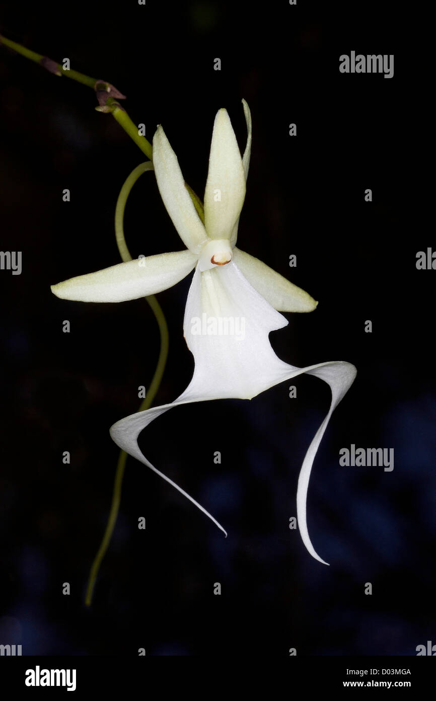 Ghost Orchid in bloom, Polyrrhiza lindenii, Florida (wild Stock Photo