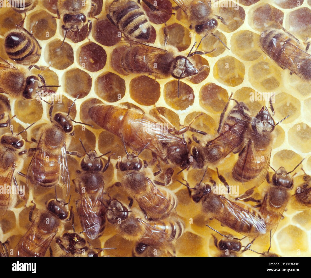 Queen Bee Laying Eggs