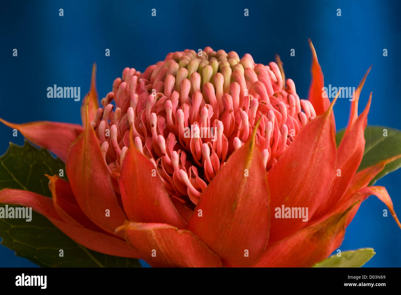 Iconic Australian flower the Waratah Stock Photo