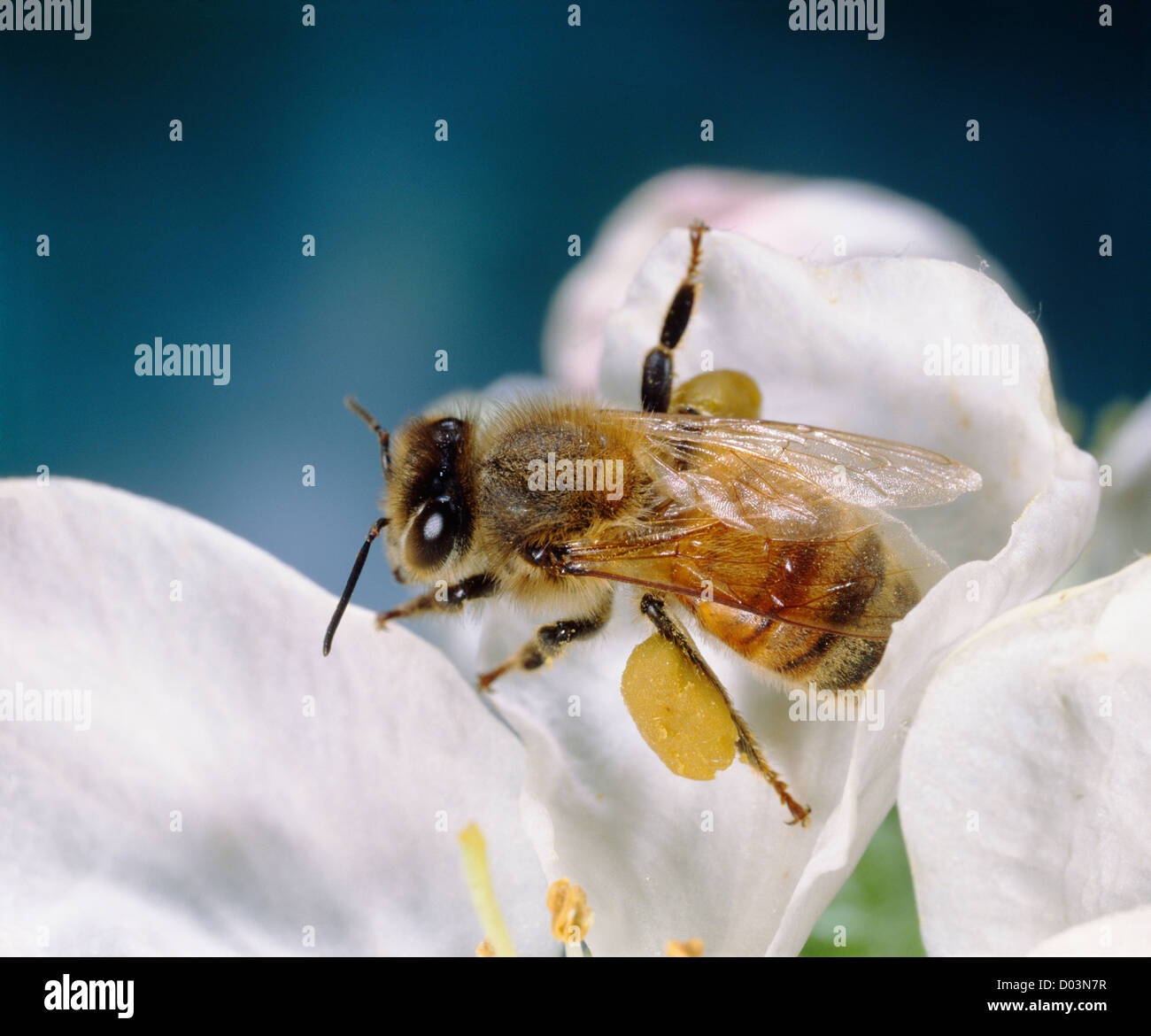 HONEY BEE (APIS MELLIFERA) ON CHERRY BLOSSOM. STERILE FEMALE WORKER WITH POLLEN BASKET ON HIND TIBIA. Stock Photo