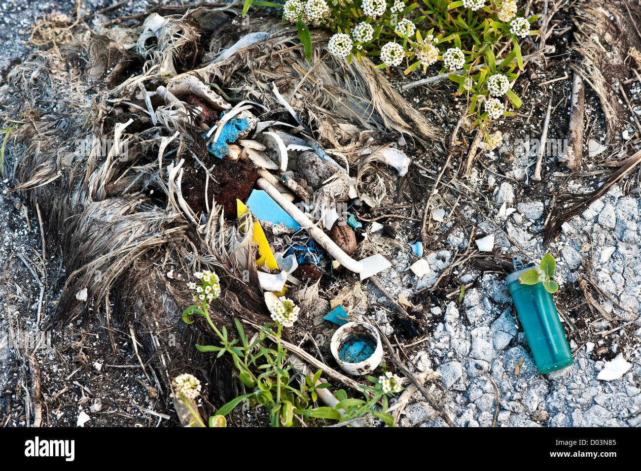 A Black-footed Albatross (Phoebastria albatrus, endangered) dead from the ingestion of too much plastic debris. Archipelago. Stock Photo