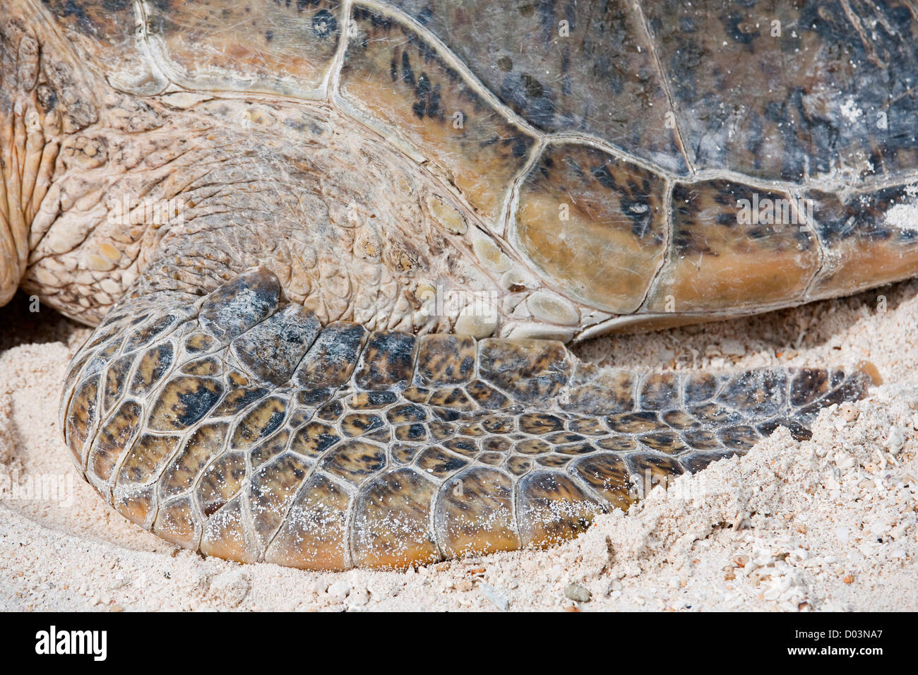 Green sea turtle endangered iucn hi-res stock photography and images ...