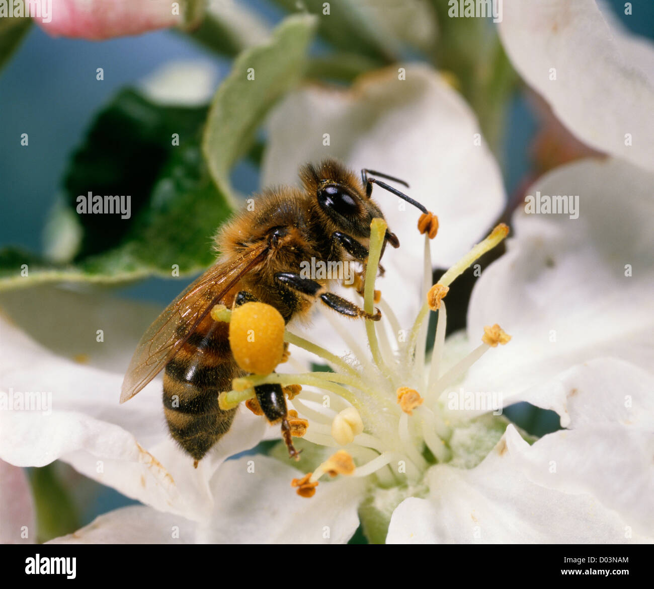 HONEY BEE (APIS MELLIFERA) ON CHERRY BLOSSOM. STERILE FEMALE WORKER ...