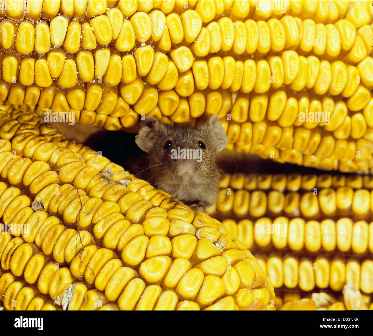 Mouse eating corn hi-res stock photography and images - Alamy