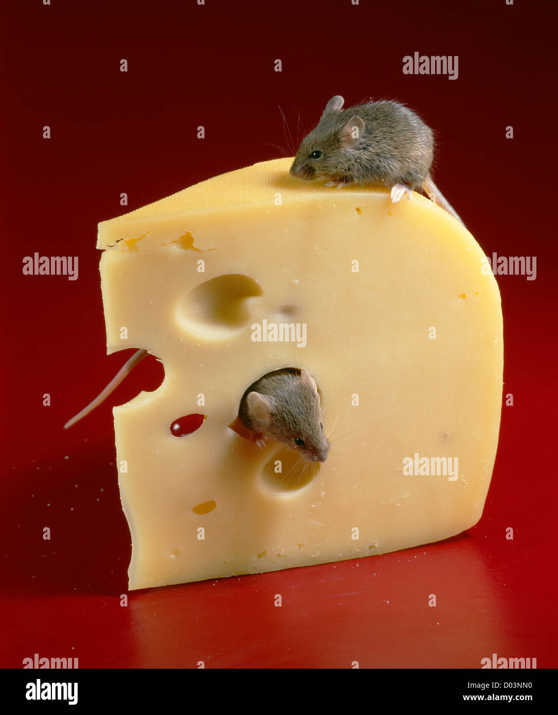 Swiss Cheese Mouse