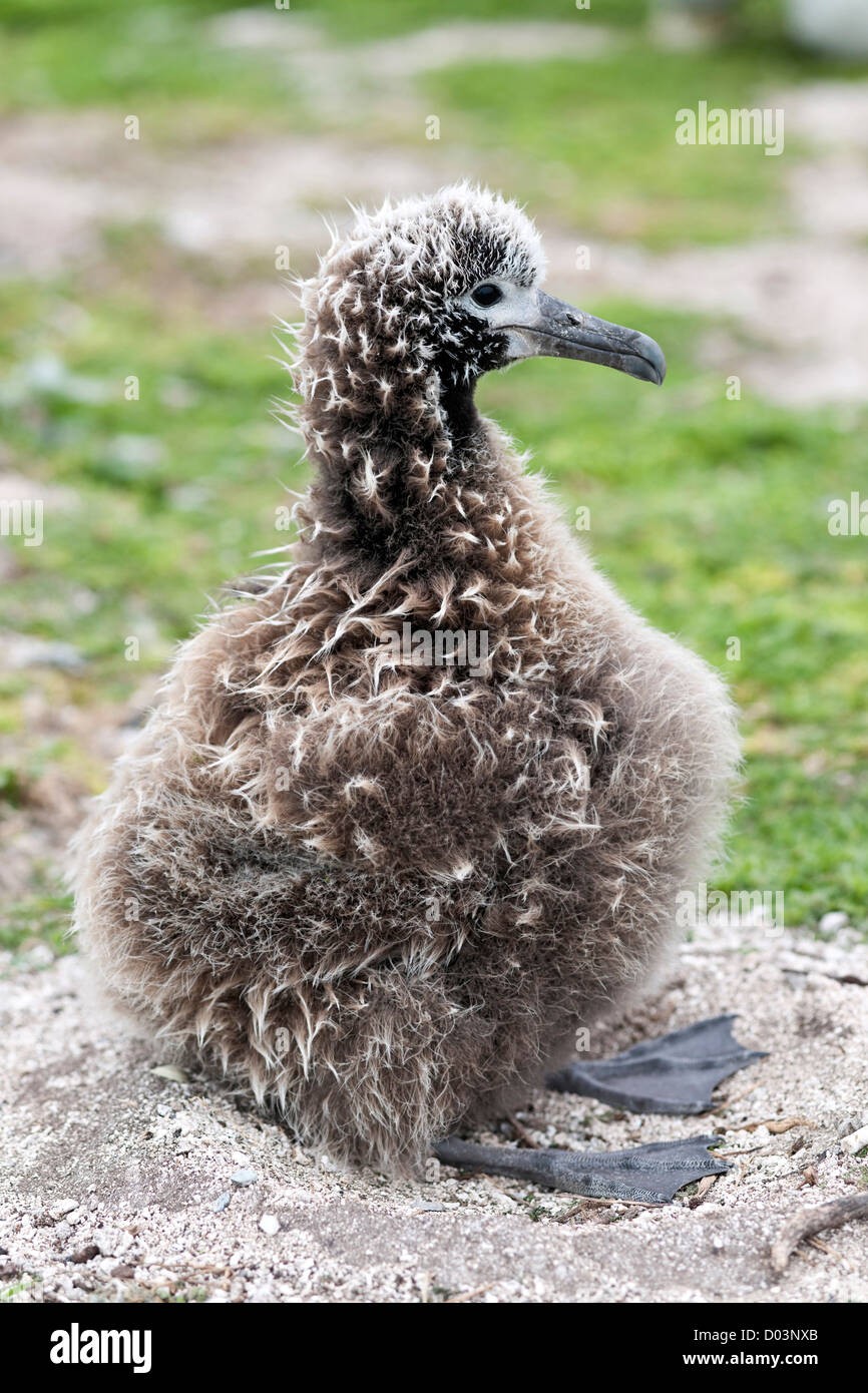 Laysan Albatross (Phoebastria immutabilis) chick. This species is listed as Vulnerable in the IUCN Red Lists Stock Photo