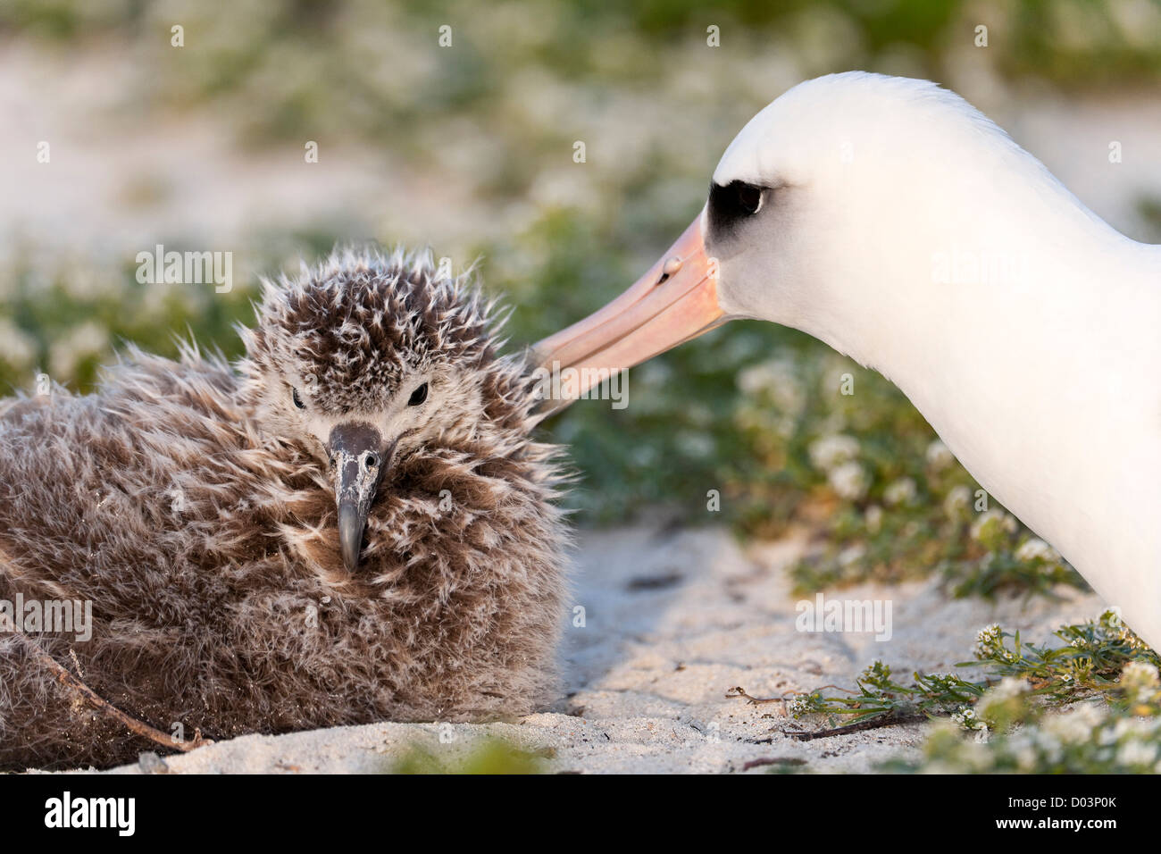 Laysan Albatross (Phoebastria immutabilis) with chick. This species is listed as Endangered Stock Photo