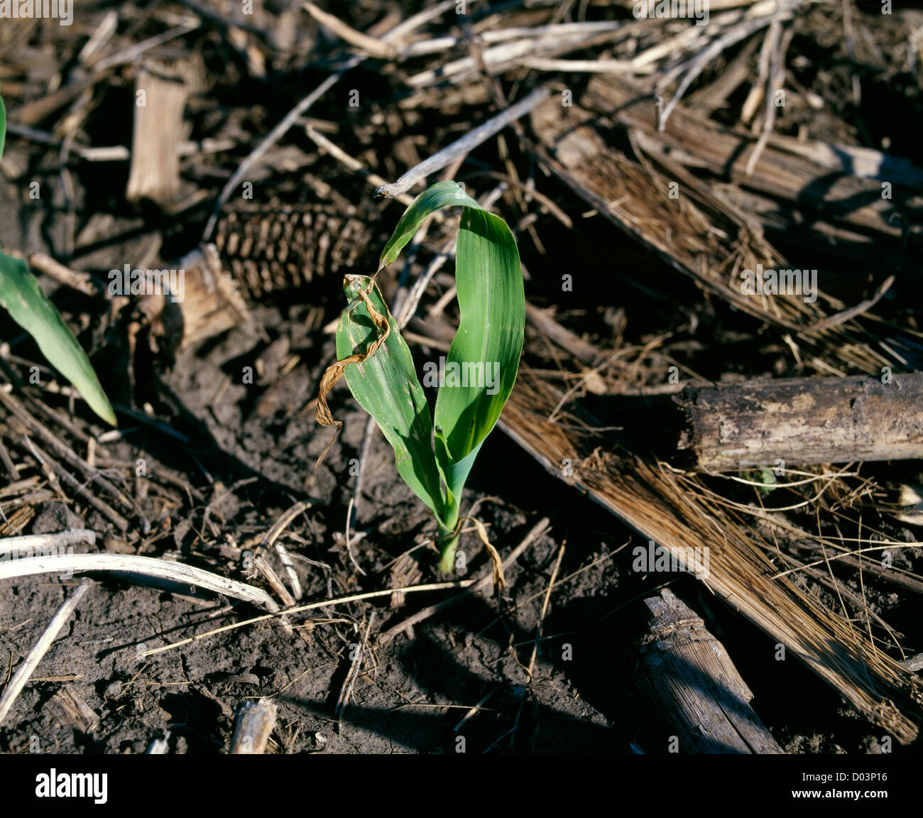 FROST DAMAGE ON YOUNG CORN PLANT MAY IOWA CITY, IOWA Stock Photo Alamy