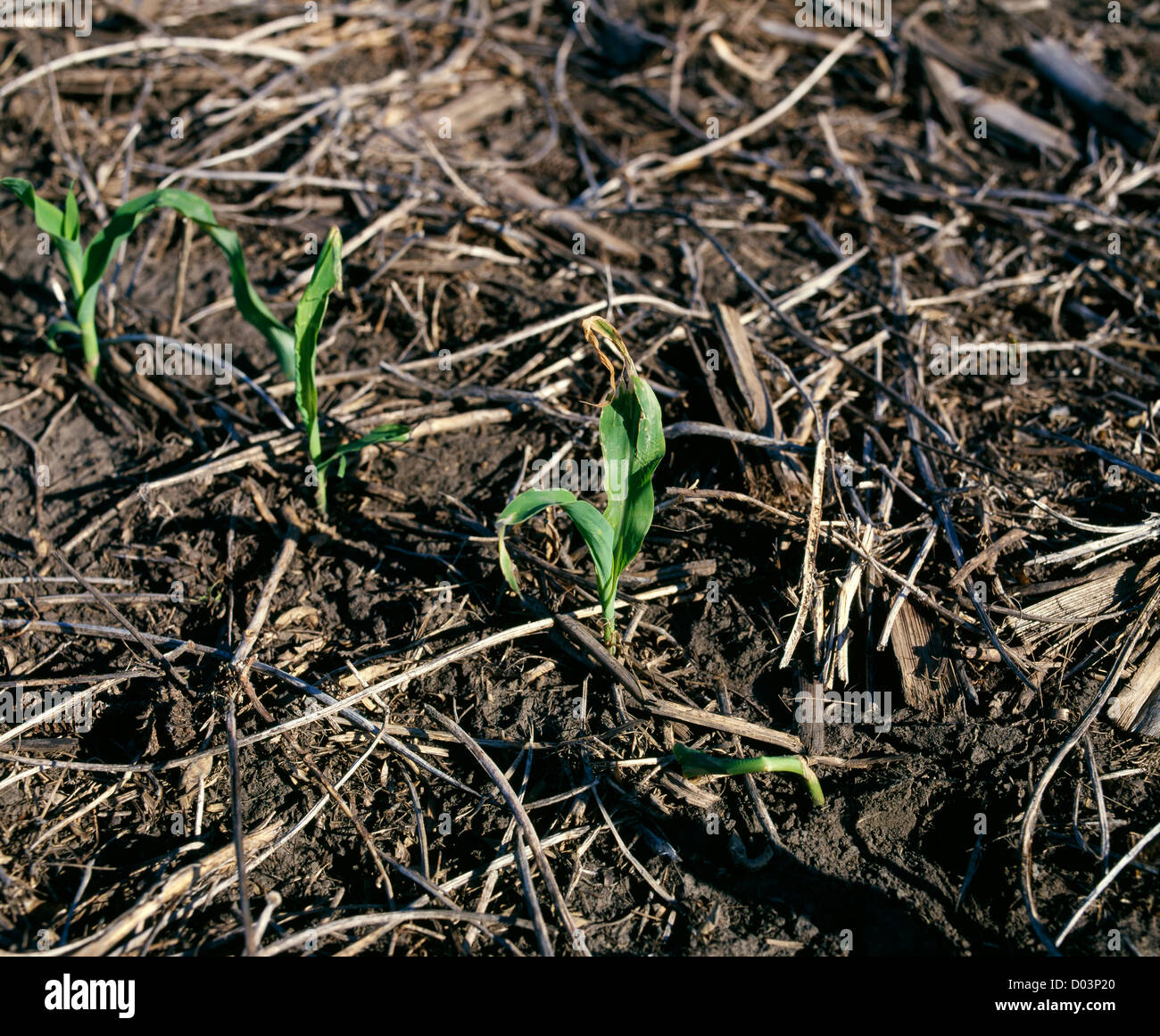 FROST DAMAGE ON YOUNG CORN PLANT MAY IOWA CITY, IOWA Stock Photo Alamy