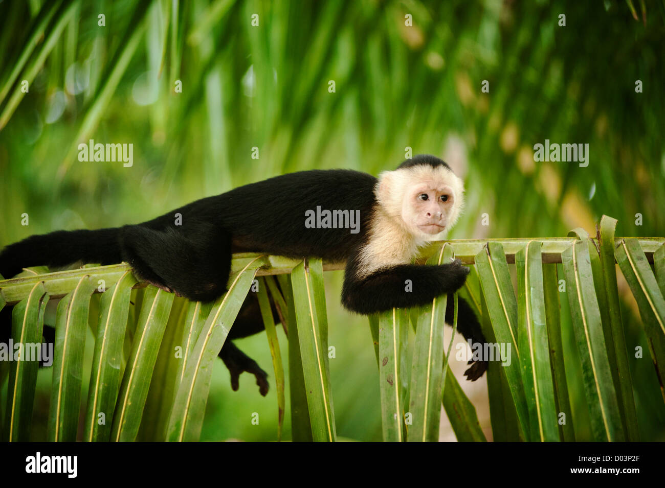 White face Capuchin Monkey laying down Stock Photo