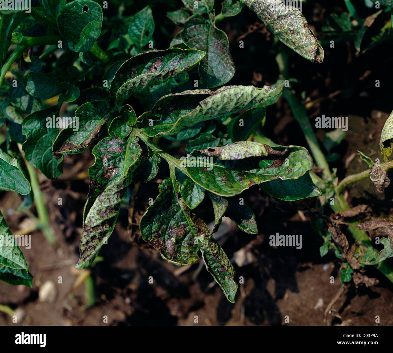 Crop plant spots hires stock photography and images Alamy