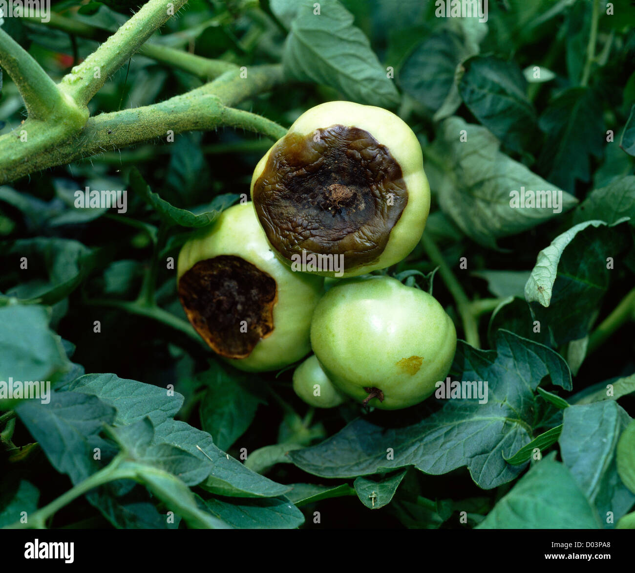 BLOSSOM-END ROT IN TOMATOES Stock Photo