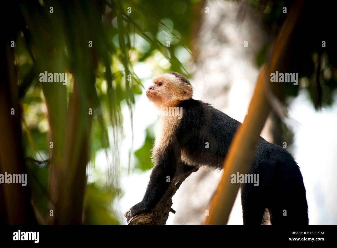 White capuchin monkey Stock Photo