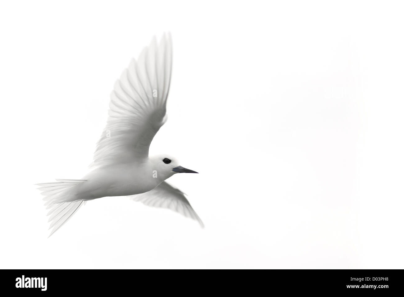 White Tern (Gygis alba rothschildi) in flight Stock Photo