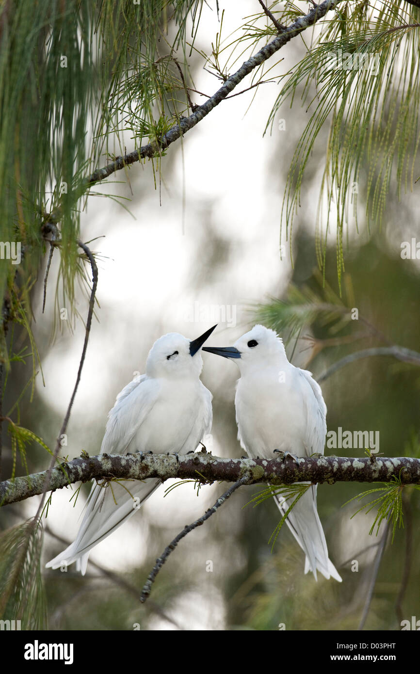 White Terns (Gygis alba rothschildi) courting Stock Photo