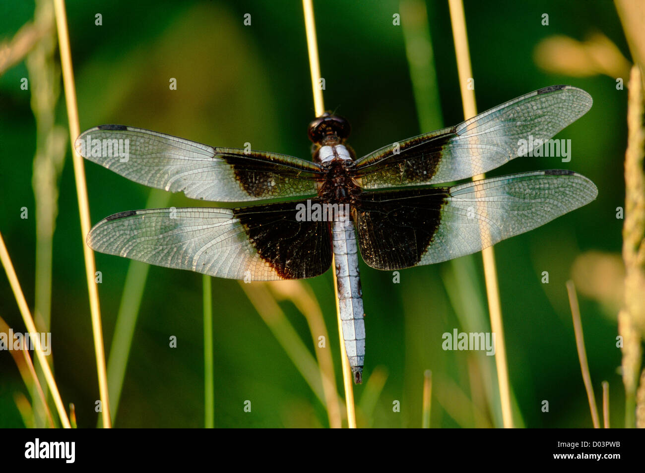 WIDOW SKIMMER DRAGONFLY (LIBELLULA LUCTUOSA) MALE, PA Stock Photo - Alamy
