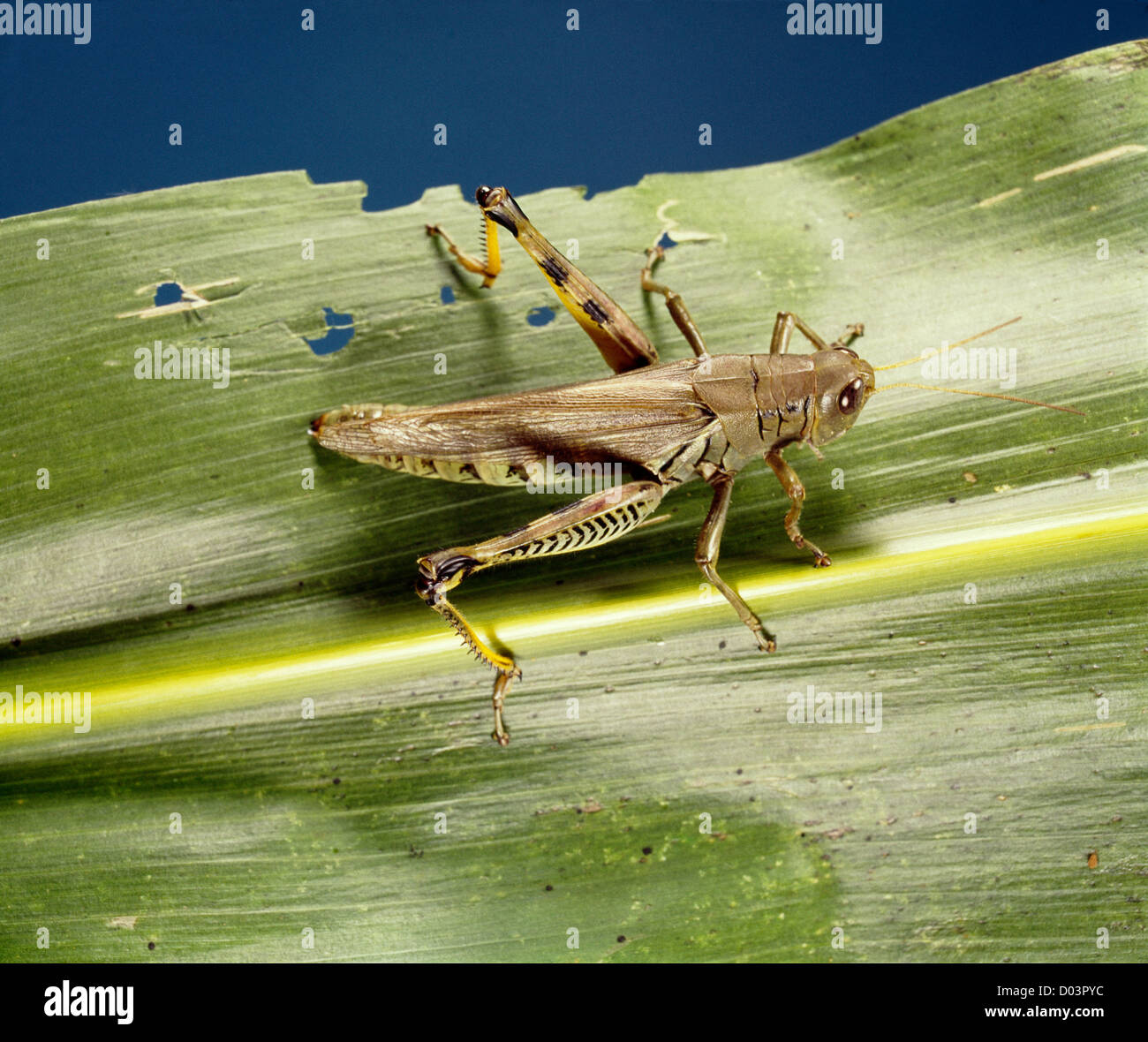 DIFFERENTIAL (MELANOPLUS DIFFERENTIALIS) ADULT ON CORN