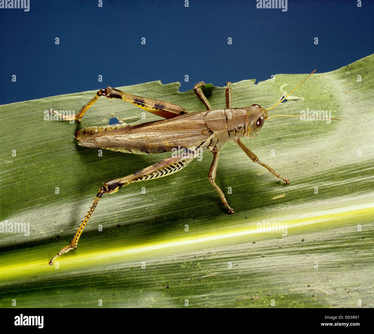 DIFFERENTIAL (MELANOPLUS DIFFERENTIALIS) ADULT ON CORN DESTRUCTIVE TO CORN, WHEAT