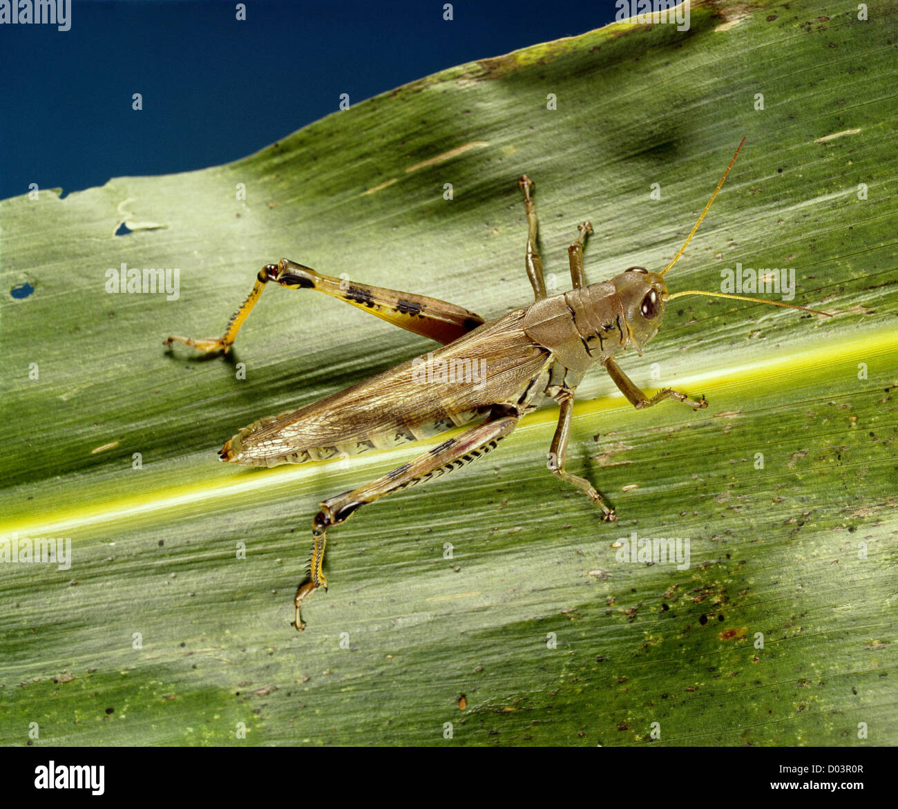 DIFFERENTIAL (MELANOPLUS DIFFERENTIALIS) ADULT ON CORN