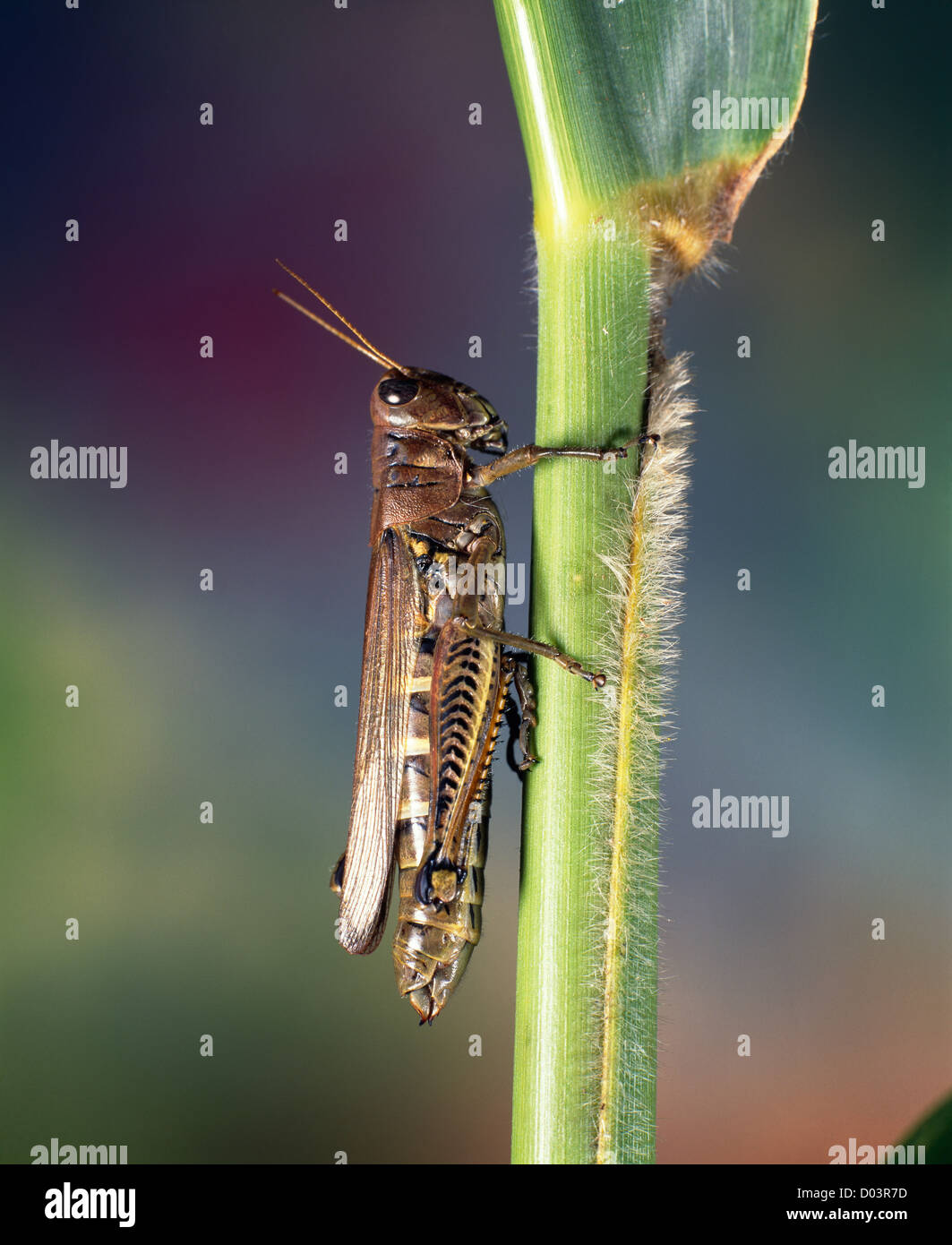 DIFFERENTIAL (MELANOPLUS DIFFERENTIALIS) ADULT ON CORN DESTRUCTIVE TO CORN, WHEAT