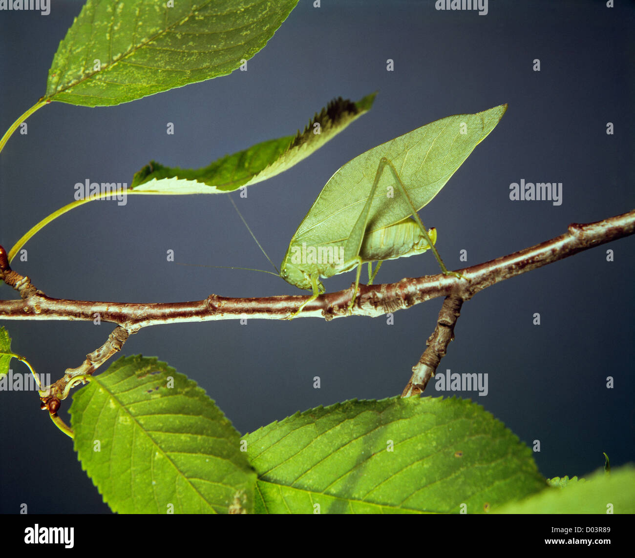 BROADWINGED KATYDID/GREATER ANGLEWING KATYDID (MICROCENTRUM