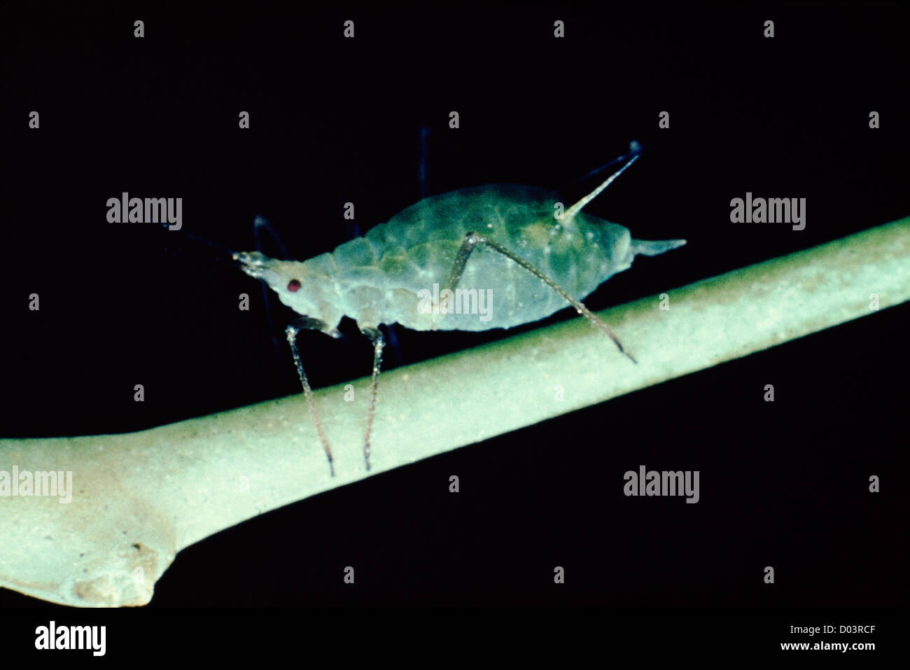 PEA APHID (ACYRTHOSIPHON PISUM) (MACROSIPHUM PISI) WINGED APHID ON