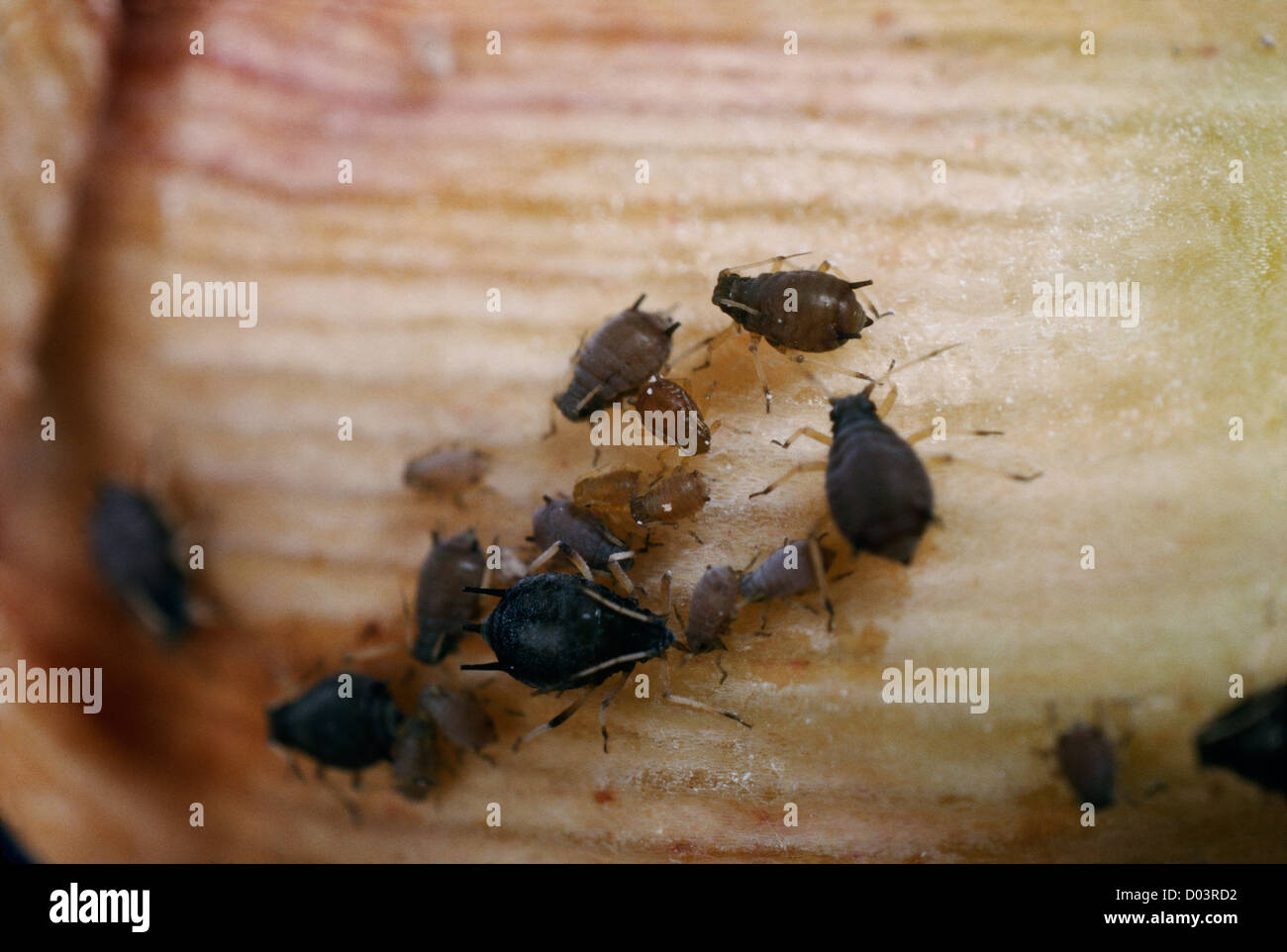 COTTON APHID MELON APHID (APHIS GOSSYPII) NYMPHS FEEDING DESTRUCTIVE TO