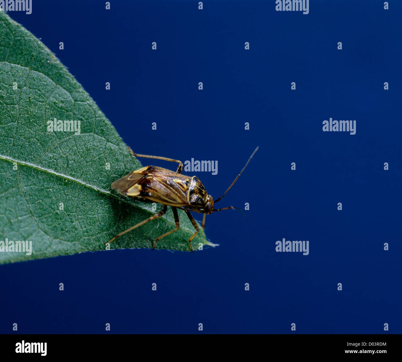 TARNISHED PLANT BUG LYGUS BUG (LYGUS LINEOLARIS) LIMA BEAN LEAF