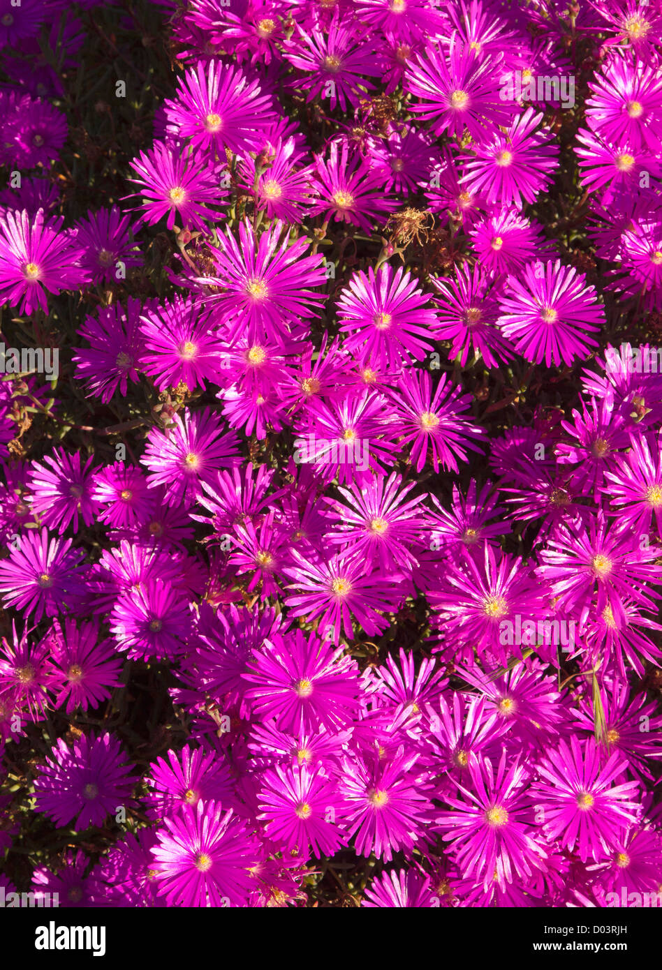 A shocking pink ice plant bloom. Stock Photo