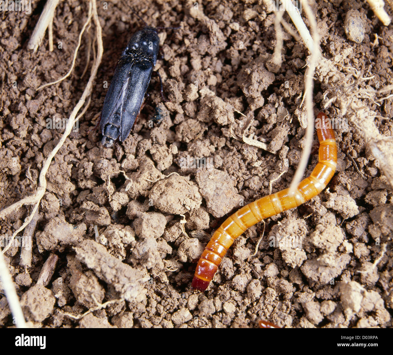 WIREWORM (LARVA) AND CLICK BEETLE (ADULT) (LIMONIUS AGONUS) DESTRUCTIVE