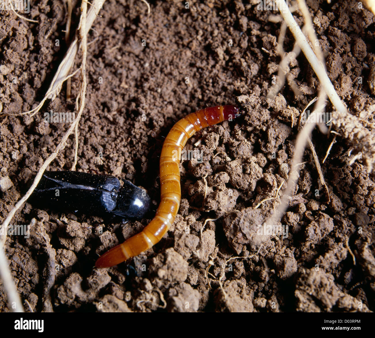 WIREWORM (LARVA) AND CLICK BEETLE (ADULT) (LIMONIUS AGONUS) DESTRUCTIVE