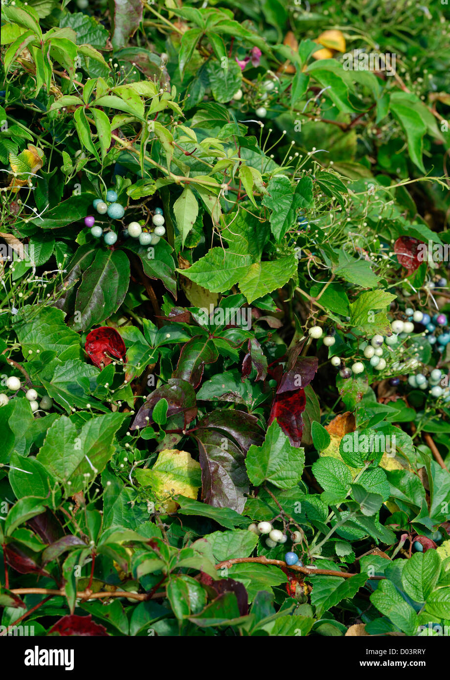 Colofrful wild Porcelain-berries, Ampelopsis brevipedunculata, Massachusetts, USA Stock Photo