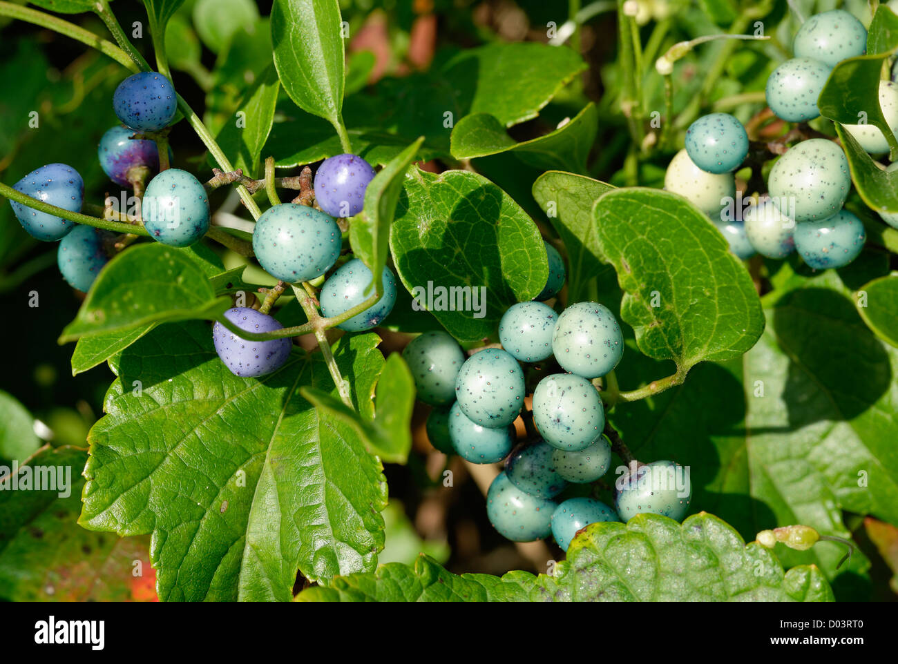 Colofrful wild Porcelain-berries, Ampelopsis brevipedunculata, Massachusetts, USA Stock Photo