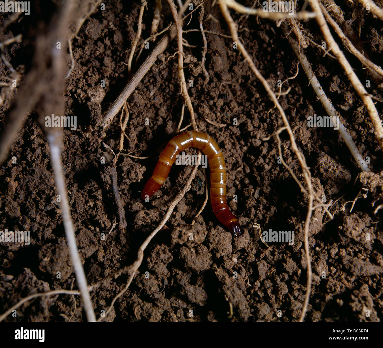 WIREWORM (LARVA) OF CLICK BEETLE (LIMONIUS AGONUS) DESTRUCTIVESOIL