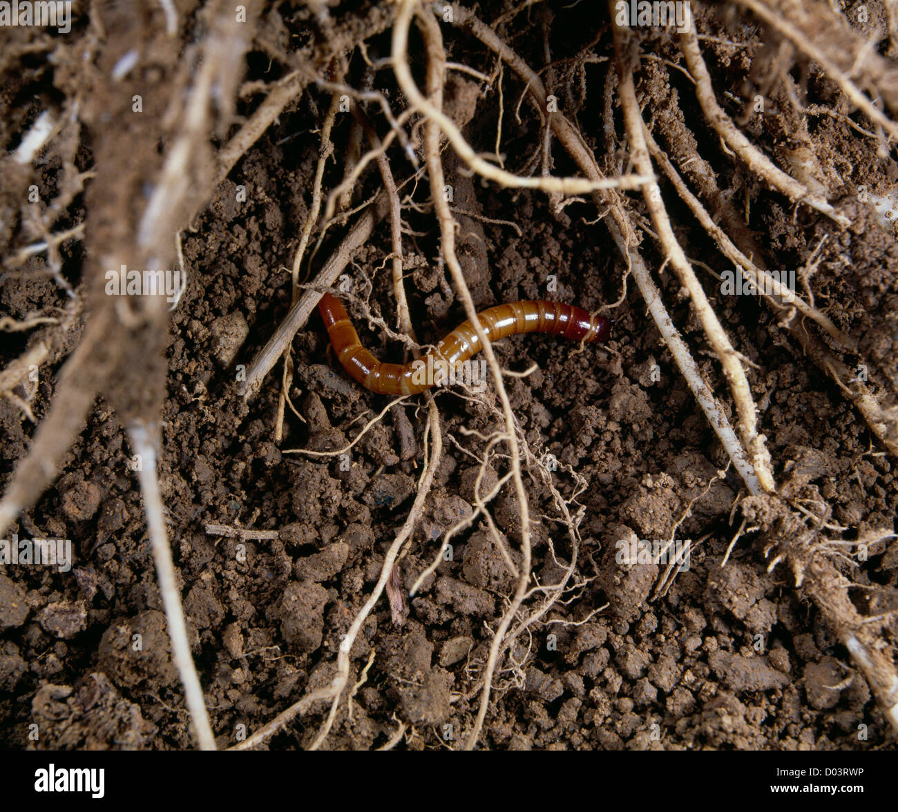 WIREWORM (LARVA) OF CLICK BEETLE (LIMONIUS AGONUS ...